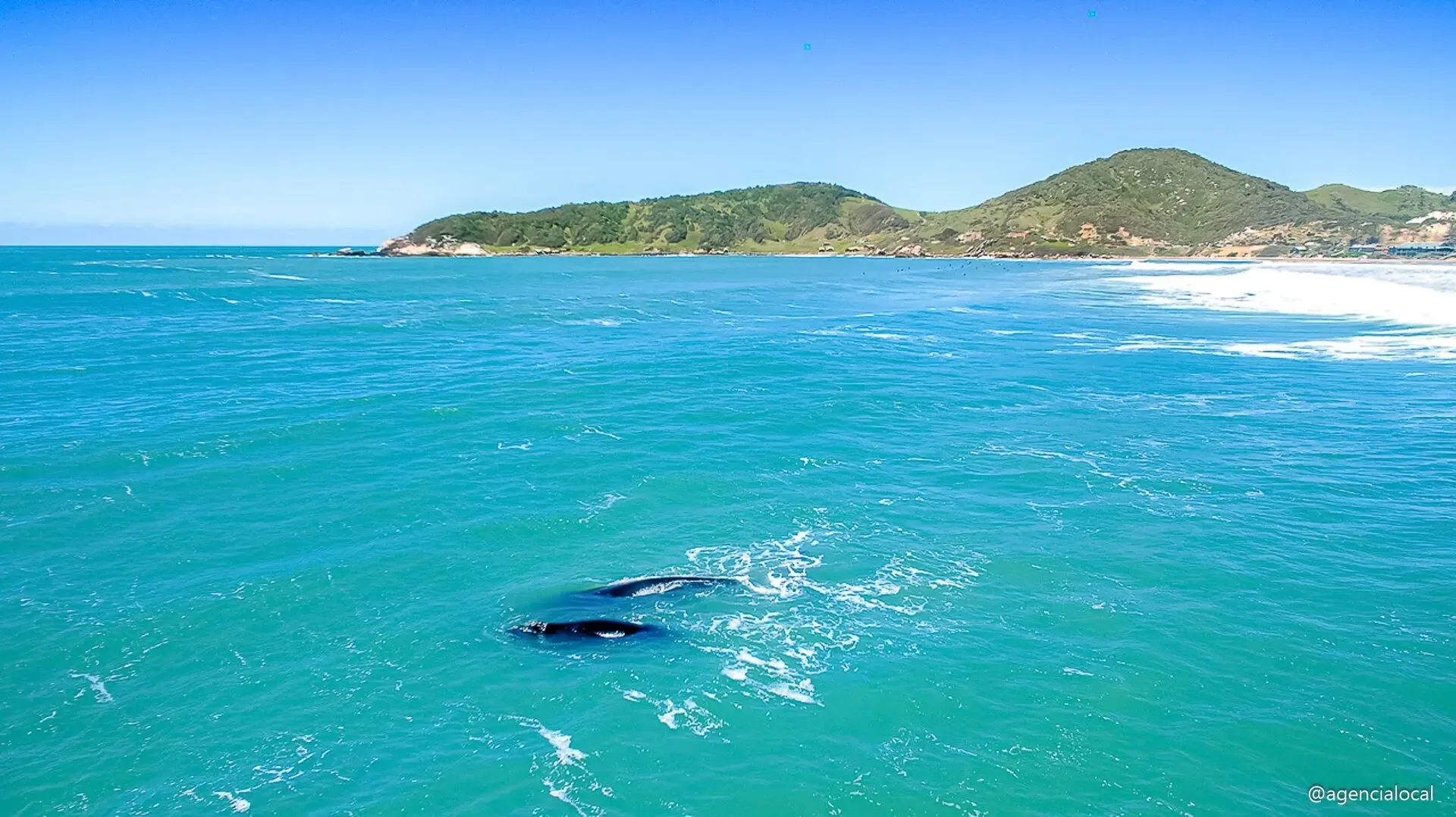 Baleia franca próxima à costa da Praia do Rosa